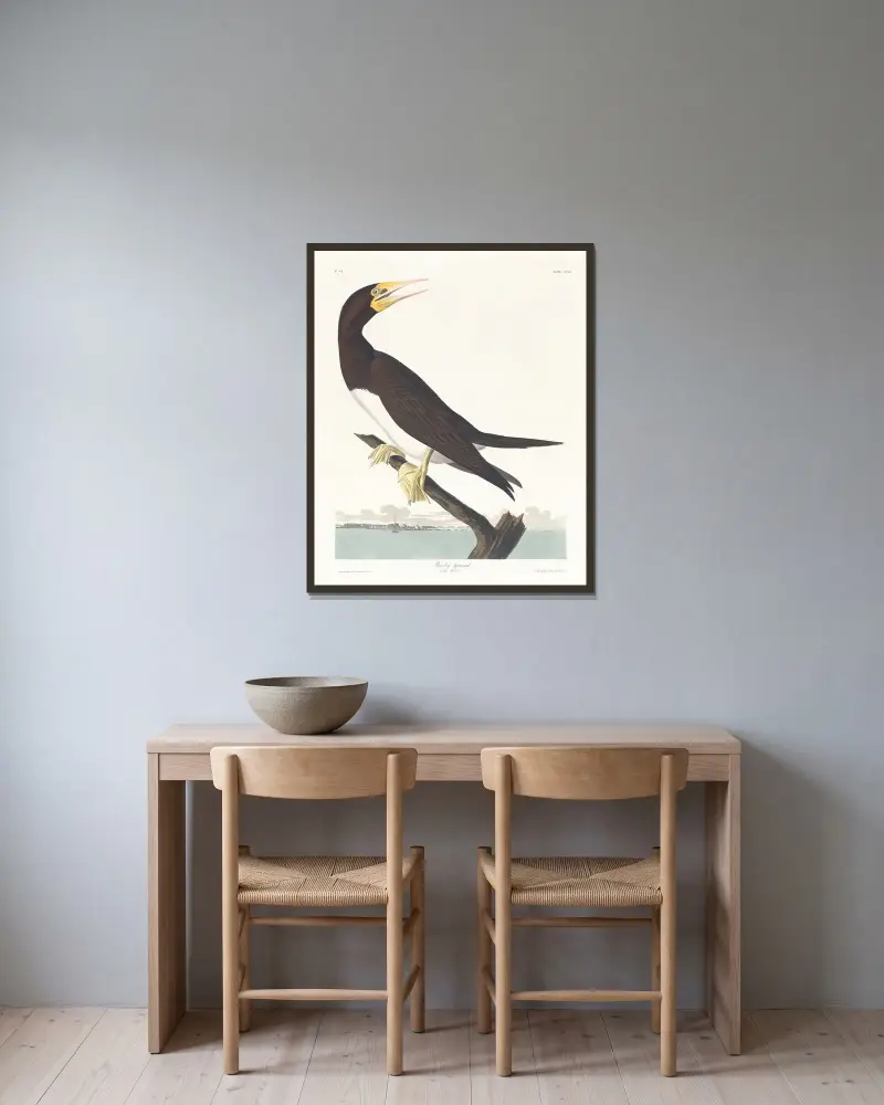 Booby gannet av John James Audubon inramad på en vägg
