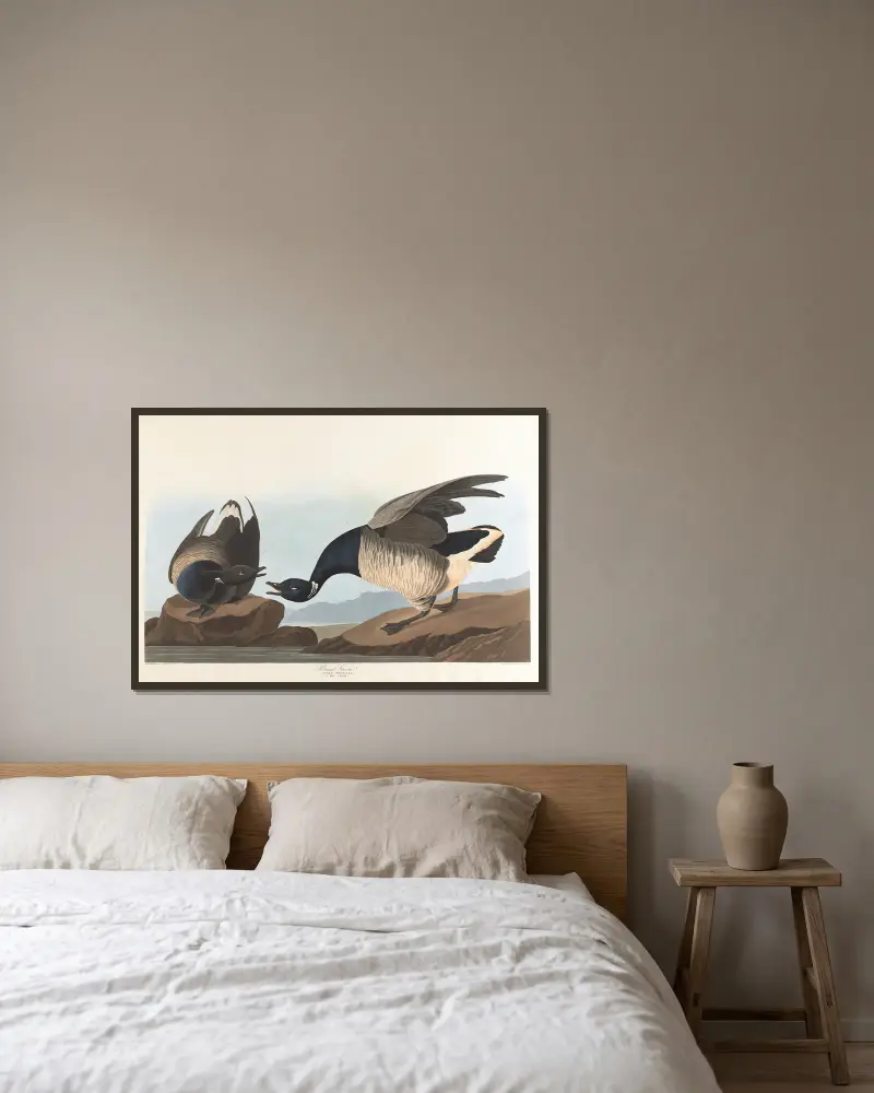 Brant goose av John James Audubon inramad på en vägg