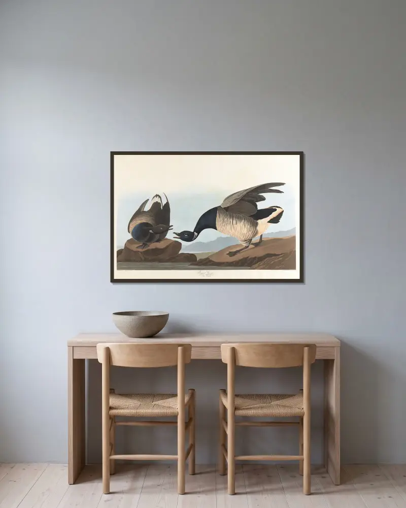 Brant goose av John James Audubon inramad på en vägg