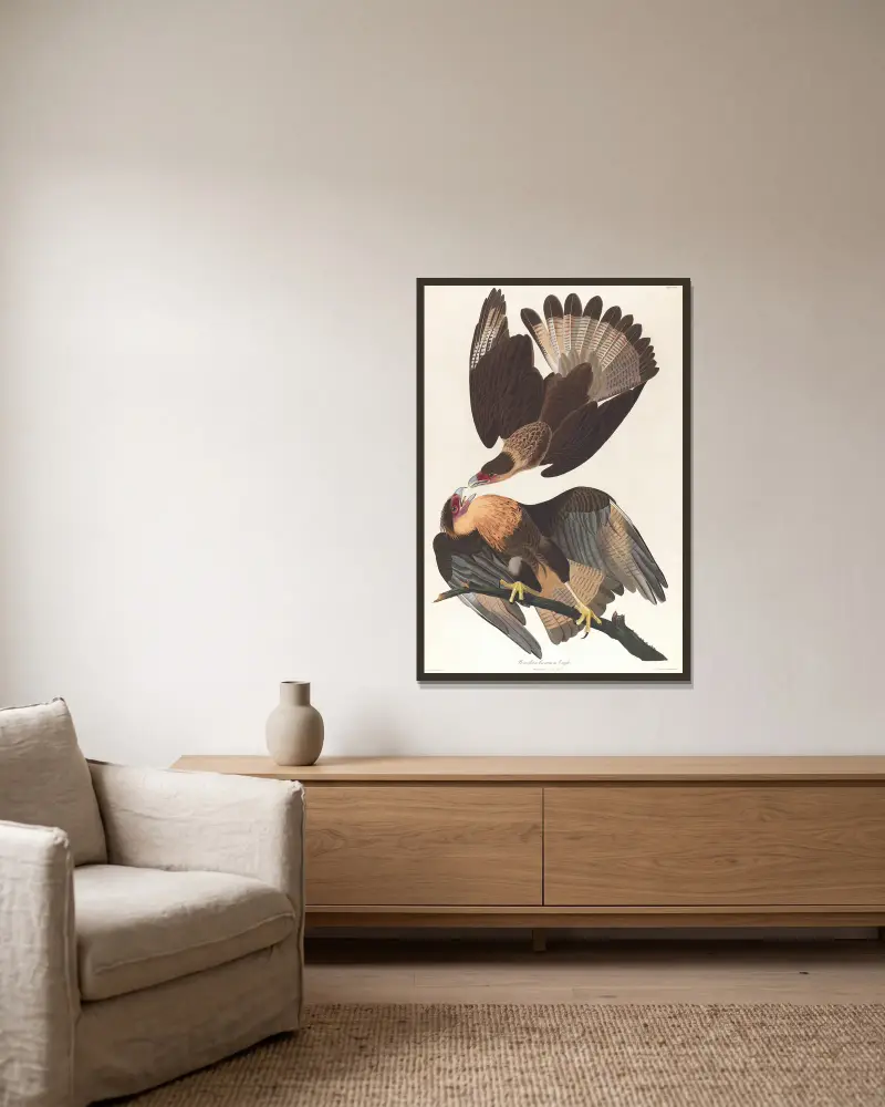 Brasilian caracara eagle av John James Audubon inramad på en vägg