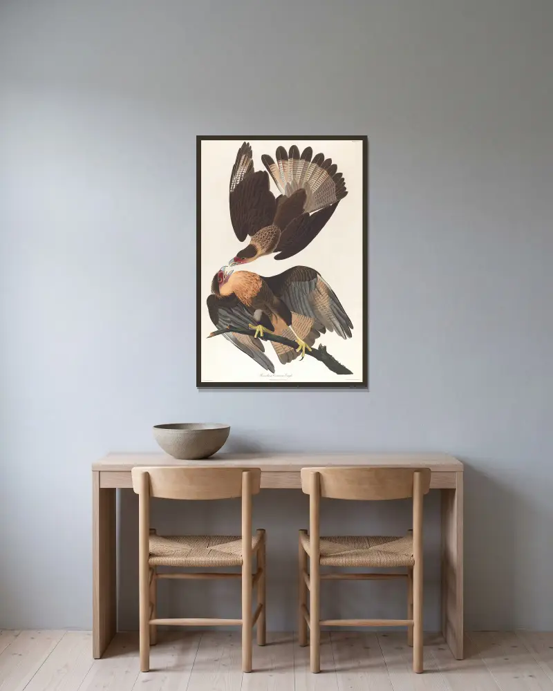 Brasilian caracara eagle av John James Audubon inramad på en vägg