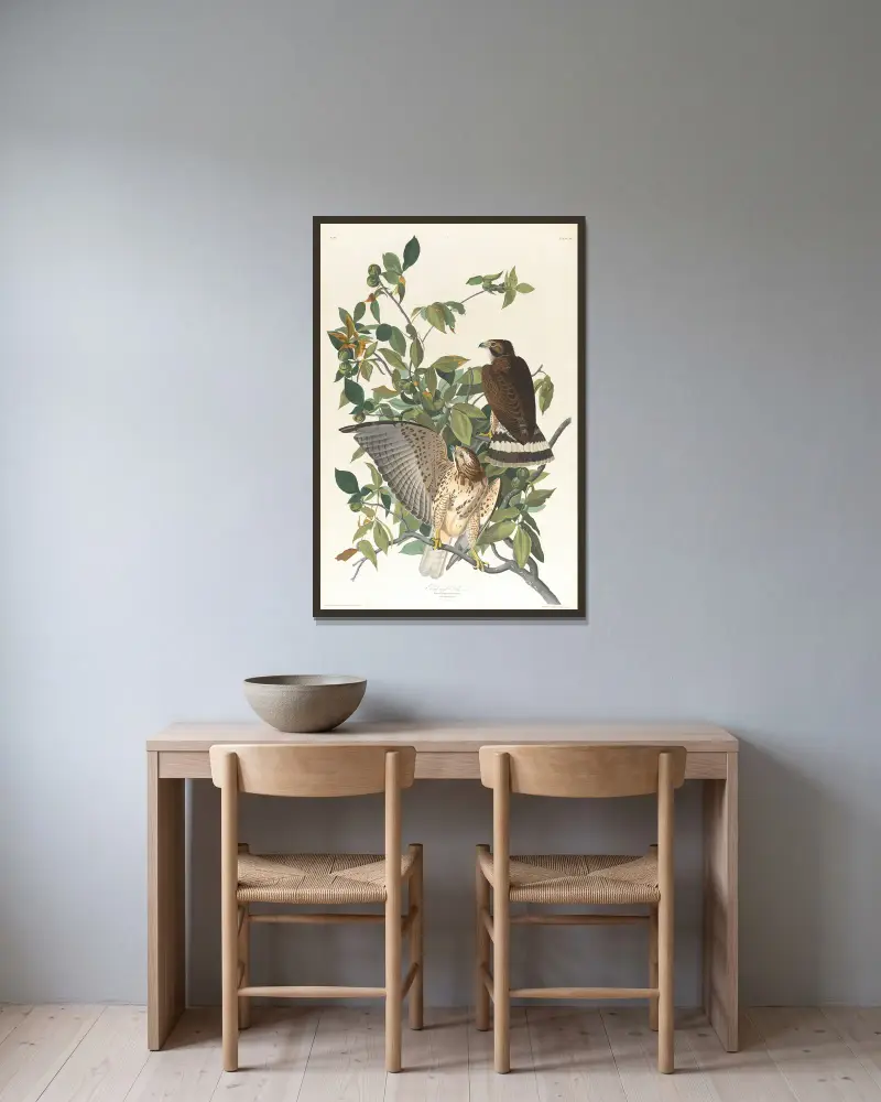Broad-winged hawk av John James Audubon inramad på en vägg