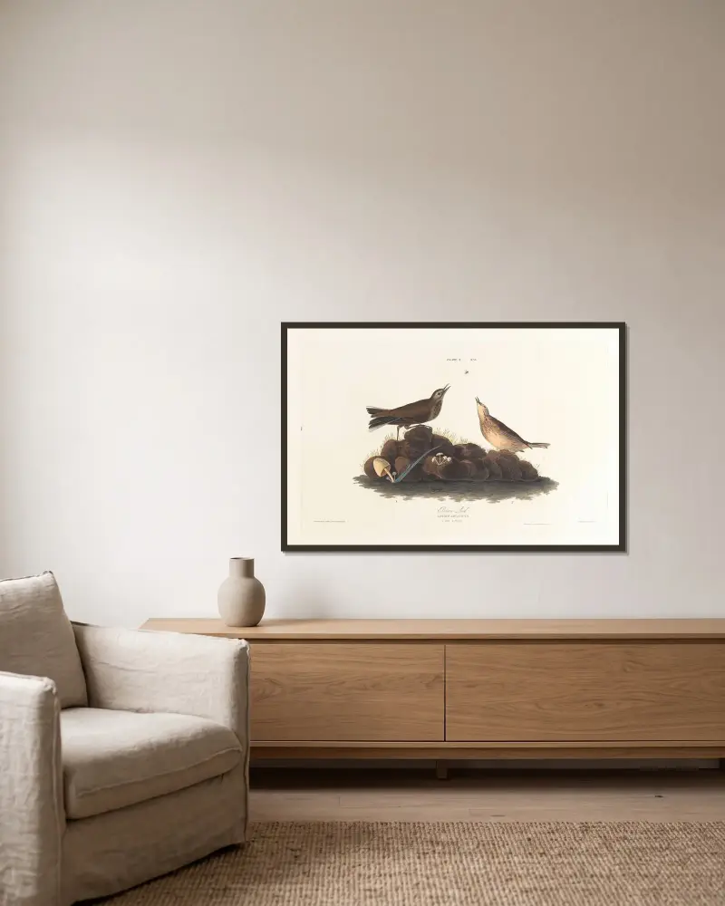 Brown lark av John James Audubon inramad på en vägg