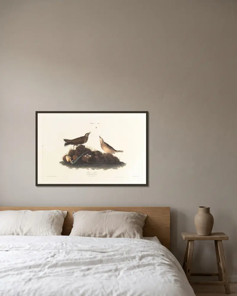 Brown lark av John James Audubon inramad på en vägg