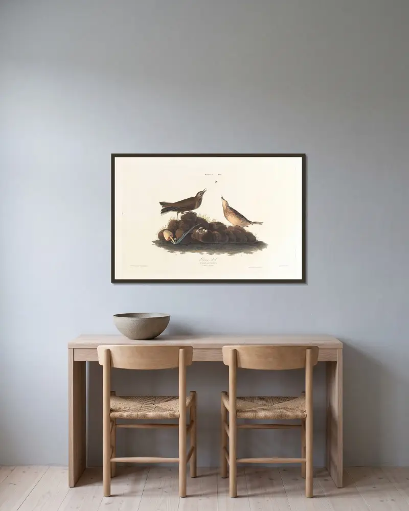 Brown lark av John James Audubon inramad på en vägg