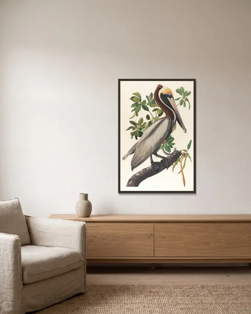 Brown pelican, Pelecanus fuscus av John James Audubon inramad på en vägg