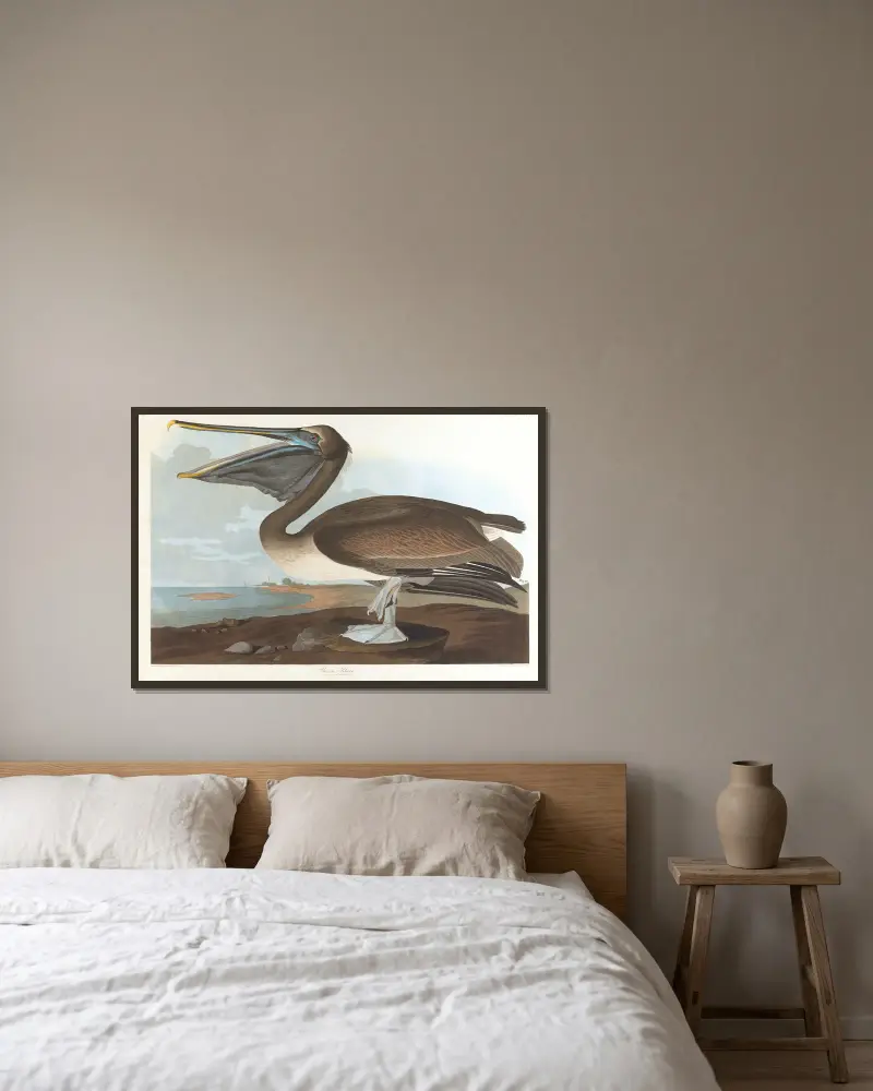 Brown pelican av John James Audubon inramad på en vägg