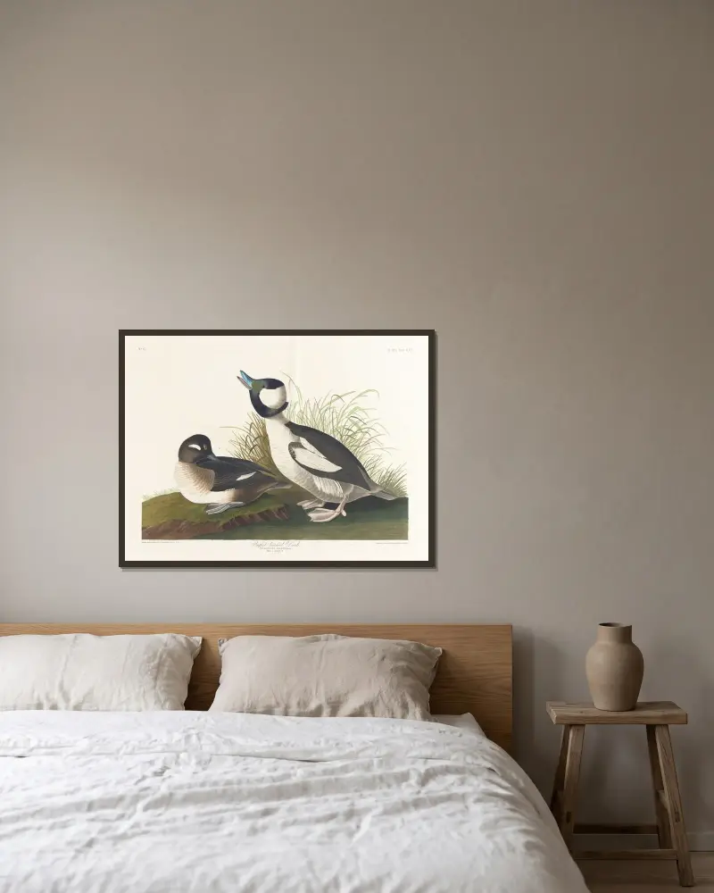 Buffet-headed duck av John James Audubon inramad på en vägg
