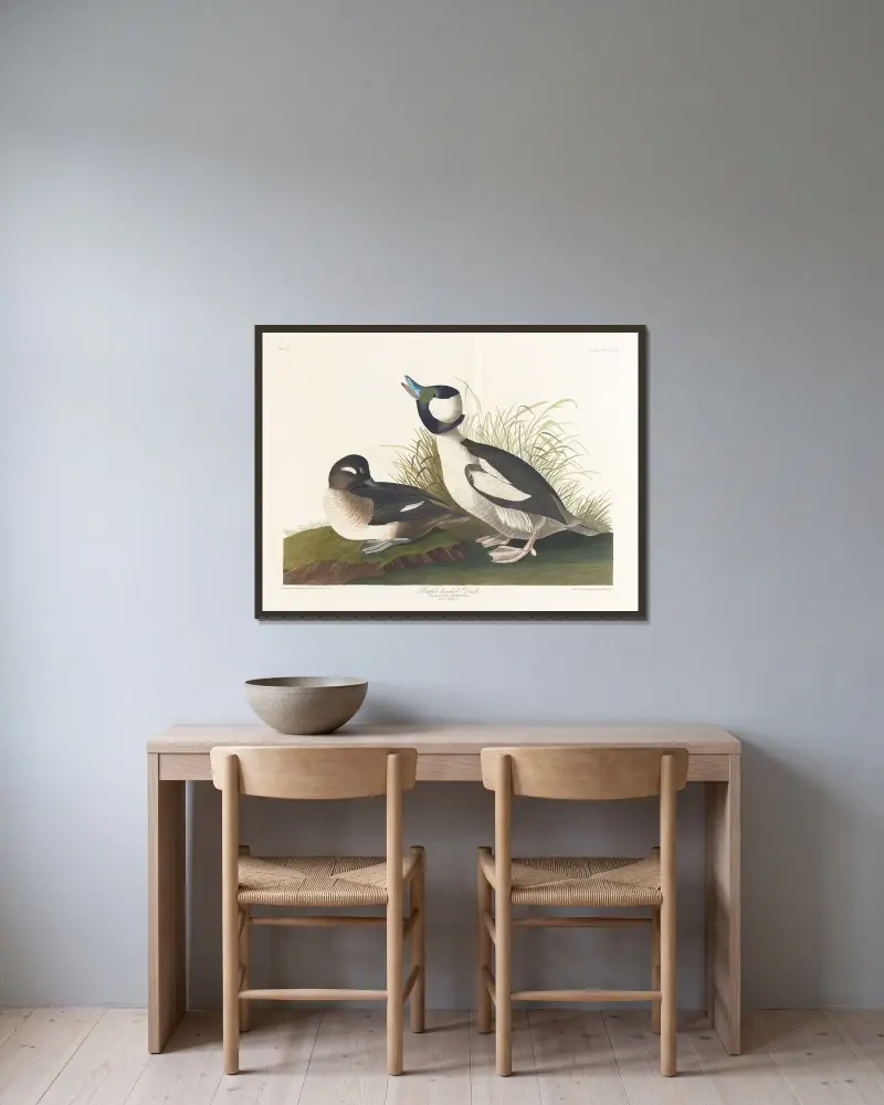 Buffet-headed duck av John James Audubon inramad på en vägg