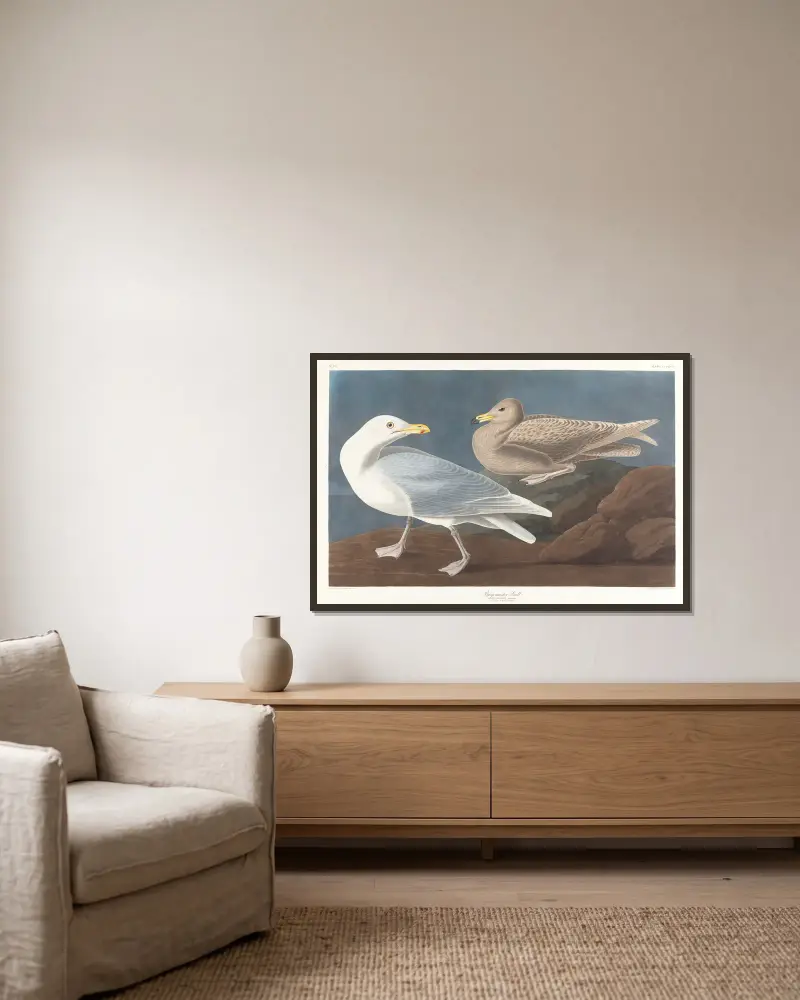 Burgomaster gull av John James Audubon inramad på en vägg