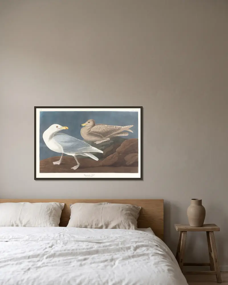 Burgomaster gull av John James Audubon inramad på en vägg
