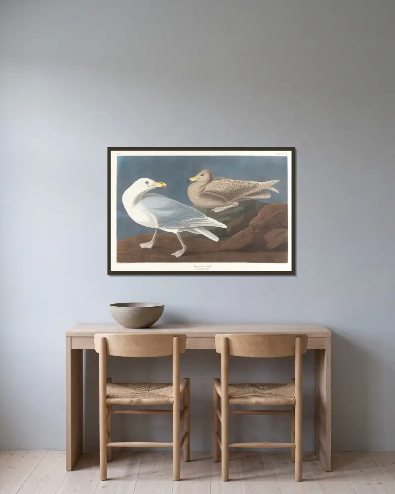 Burgomaster gull av John James Audubon inramad på en vägg