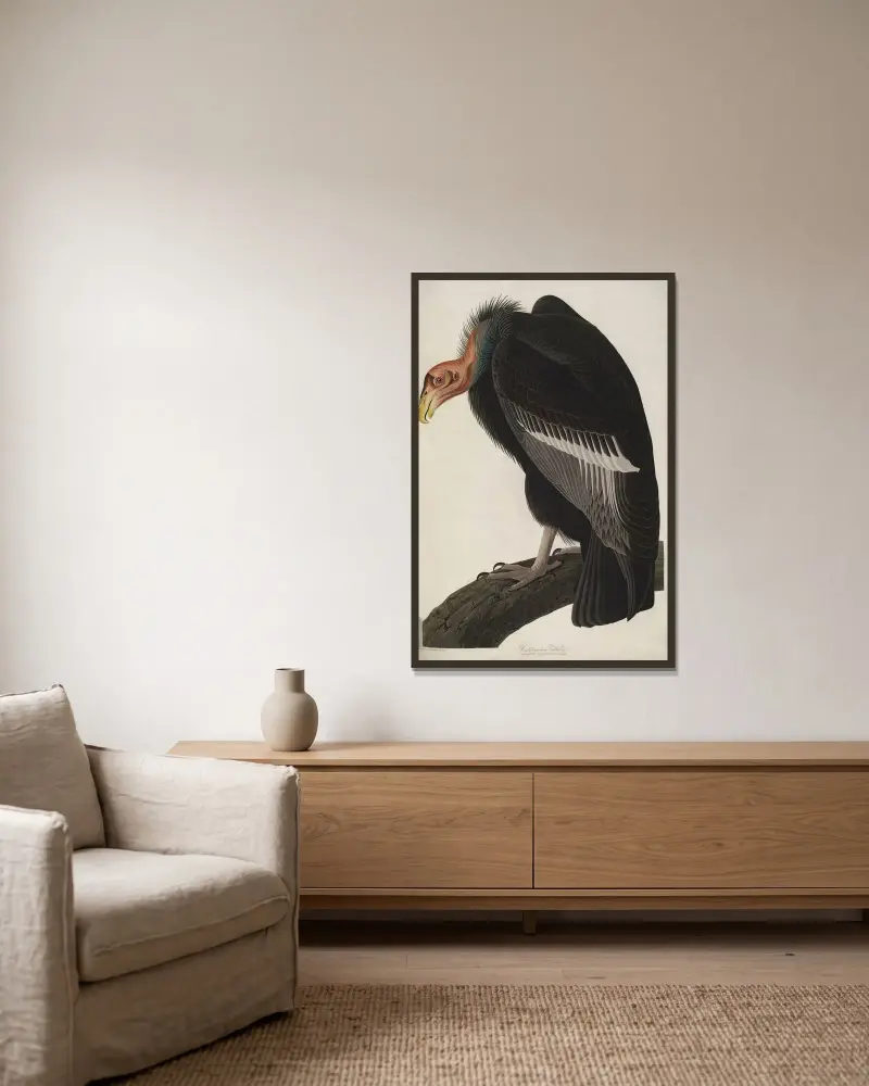 California Vulture av John James Audubon inramad på en vägg