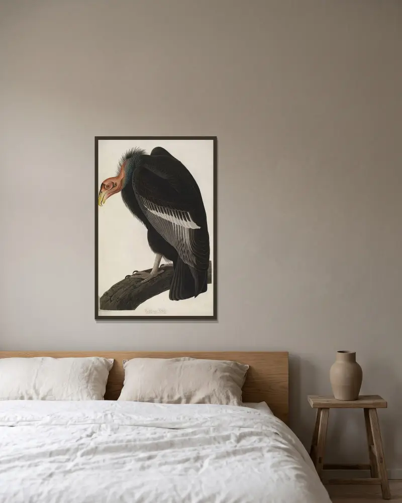 California Vulture av John James Audubon inramad på en vägg