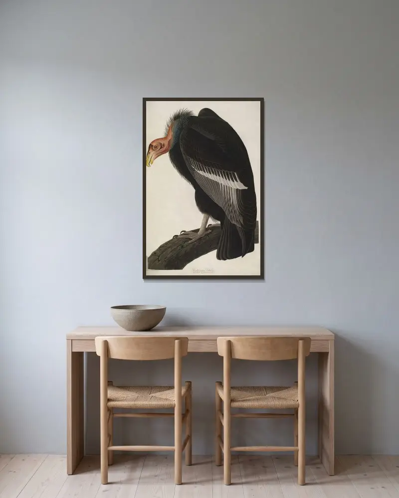 California Vulture av John James Audubon inramad på en vägg