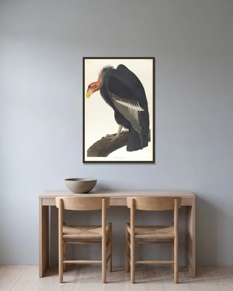 Californian vulture av John James Audubon inramad på en vägg