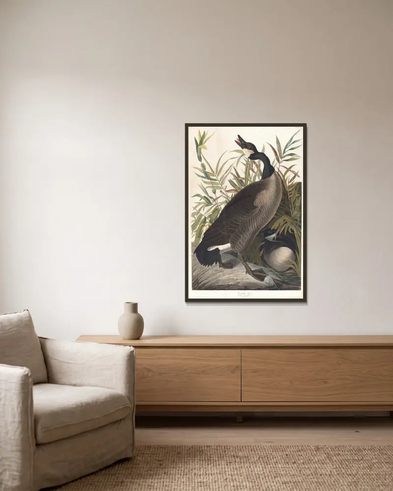 Canada goose av John James Audubon inramad på en vägg