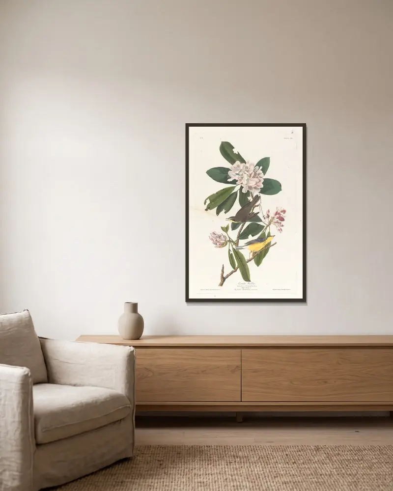 Canada warbler av John James Audubon inramad på en vägg