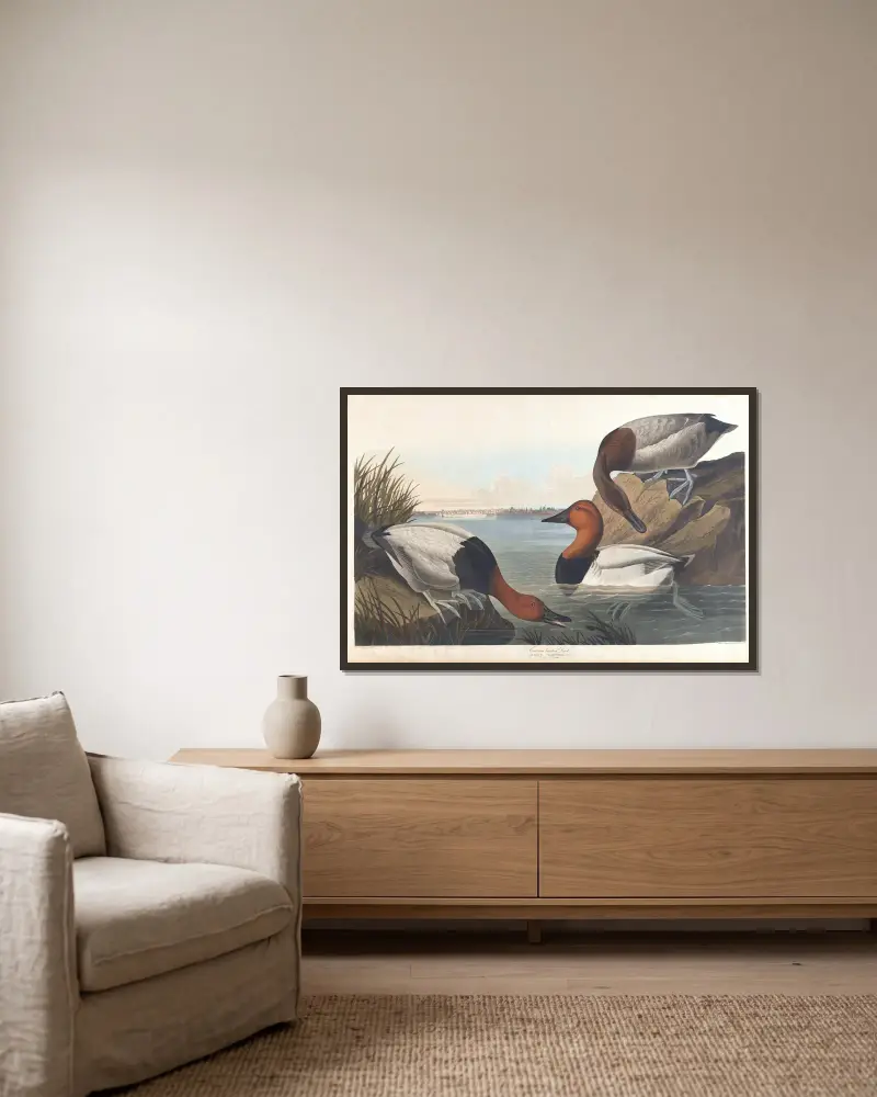 Canvasbackand von John James Audubon gerahmt an einer Wand