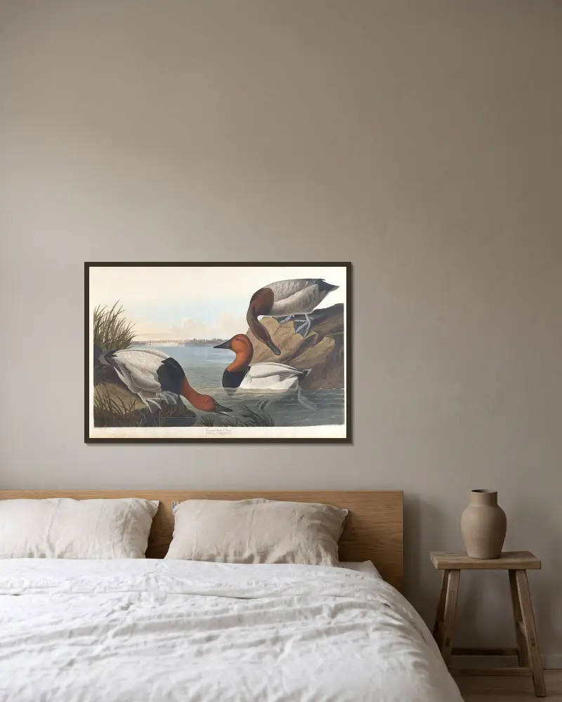 Canvasbackand von John James Audubon gerahmt an einer Wand