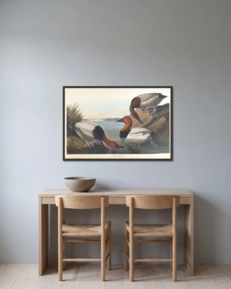 Canvasbackand von John James Audubon gerahmt an einer Wand