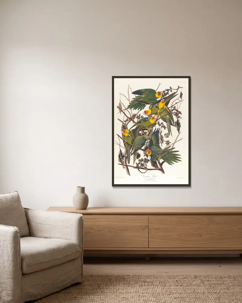 Carolina parrot av John James Audubon inramad på en vägg