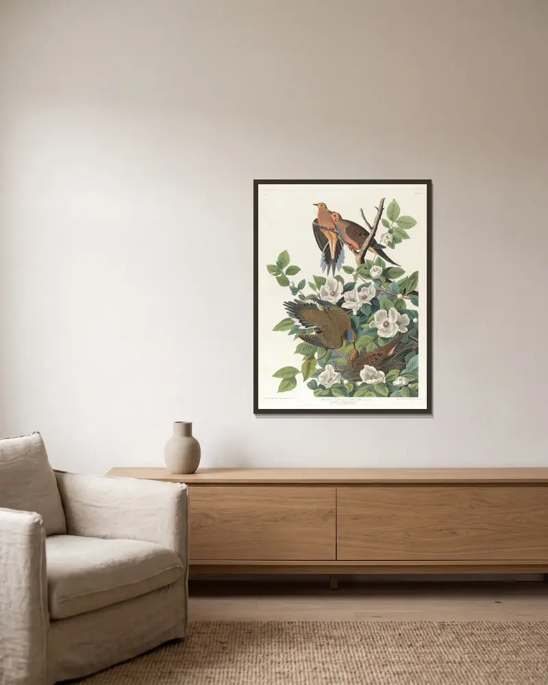 Karolinaduva eller turturduva av John James Audubon inramad på en vägg