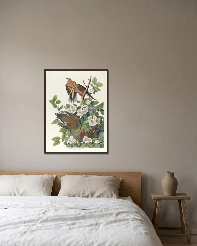 Karolinaduva eller turturduva av John James Audubon inramad på en vägg