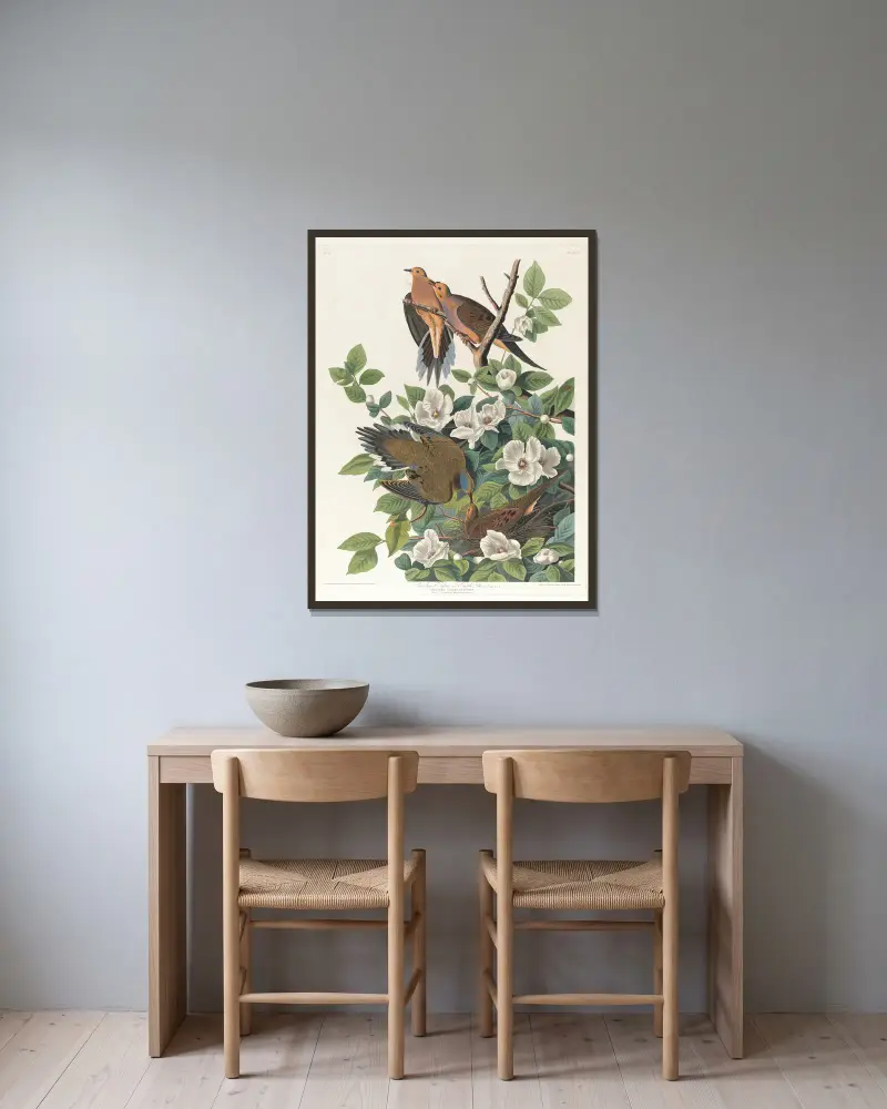 Karolinaduva eller turturduva av John James Audubon inramad på en vägg