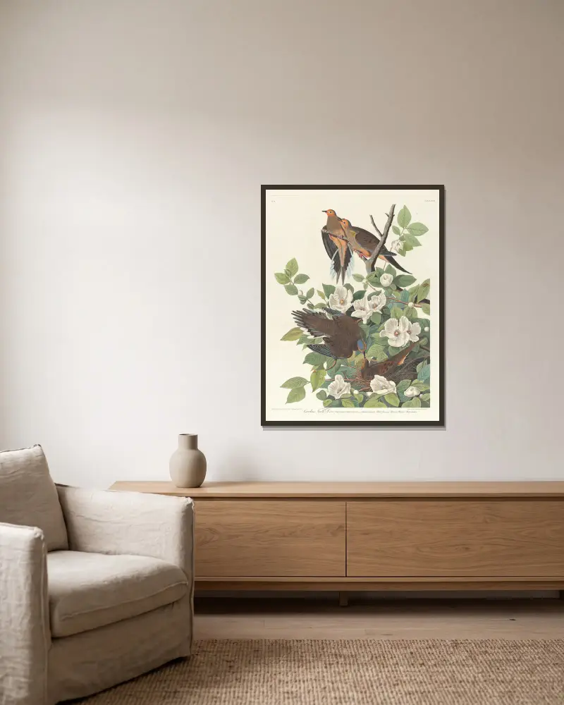 Carolina turtle dove av John James Audubon inramad på en vägg