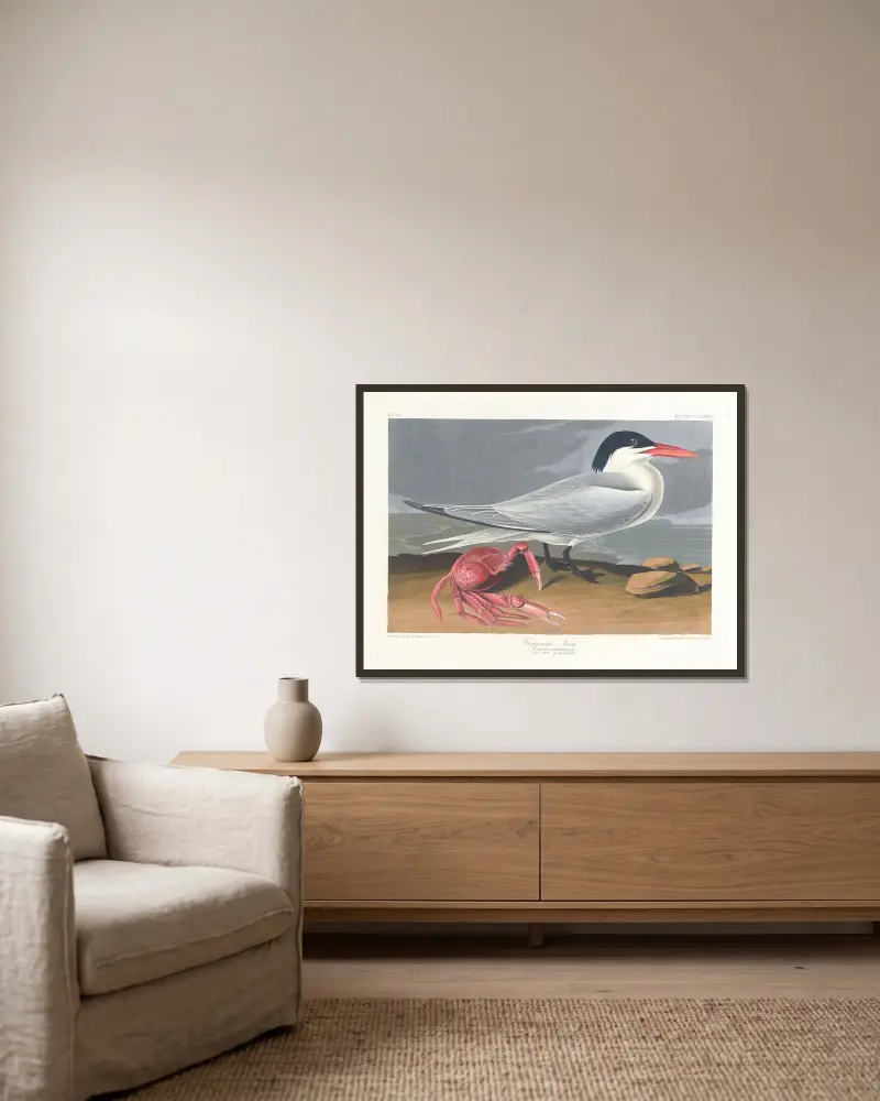 Rybitwa cayenneńska, John James Audubon w ramie na ścianie