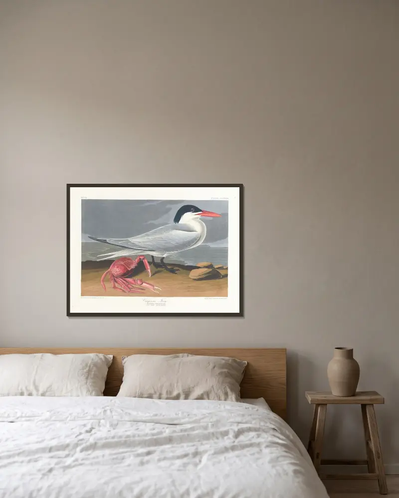 Rybitwa cayenneńska, John James Audubon w ramie na ścianie