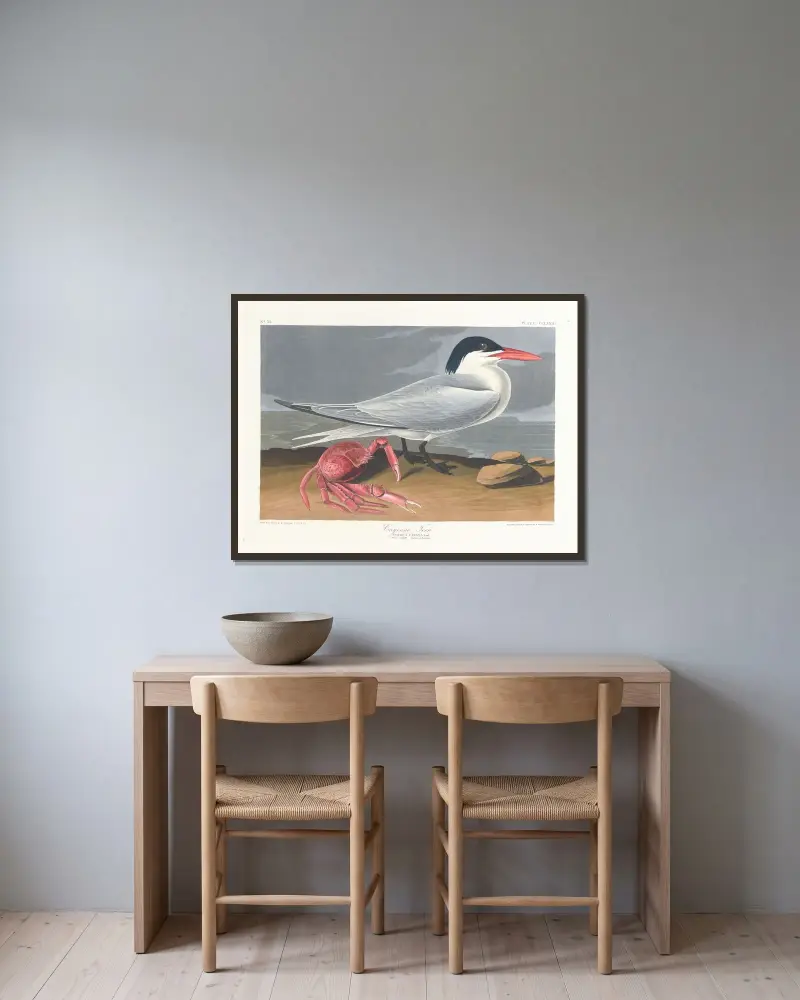 Rybitwa cayenneńska, John James Audubon w ramie na ścianie