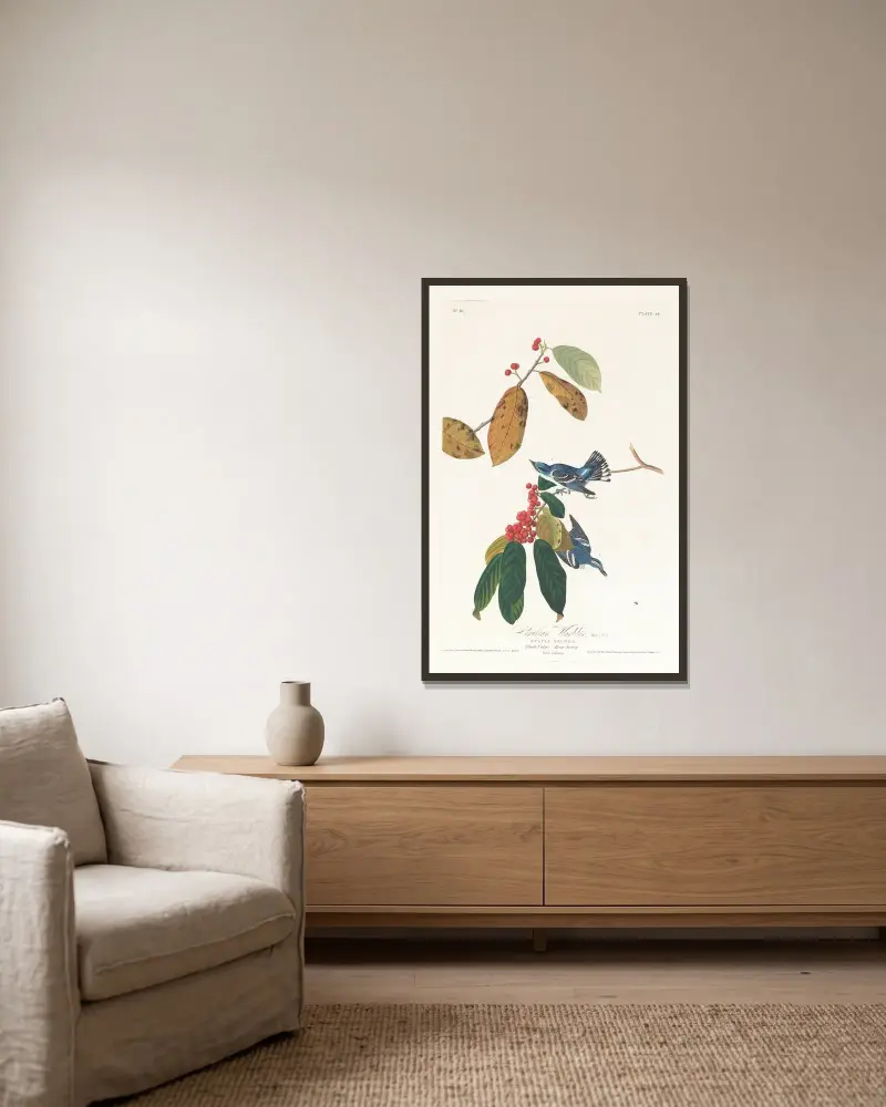Cerulean warbler von John James Audubon gerahmt an einer Wand