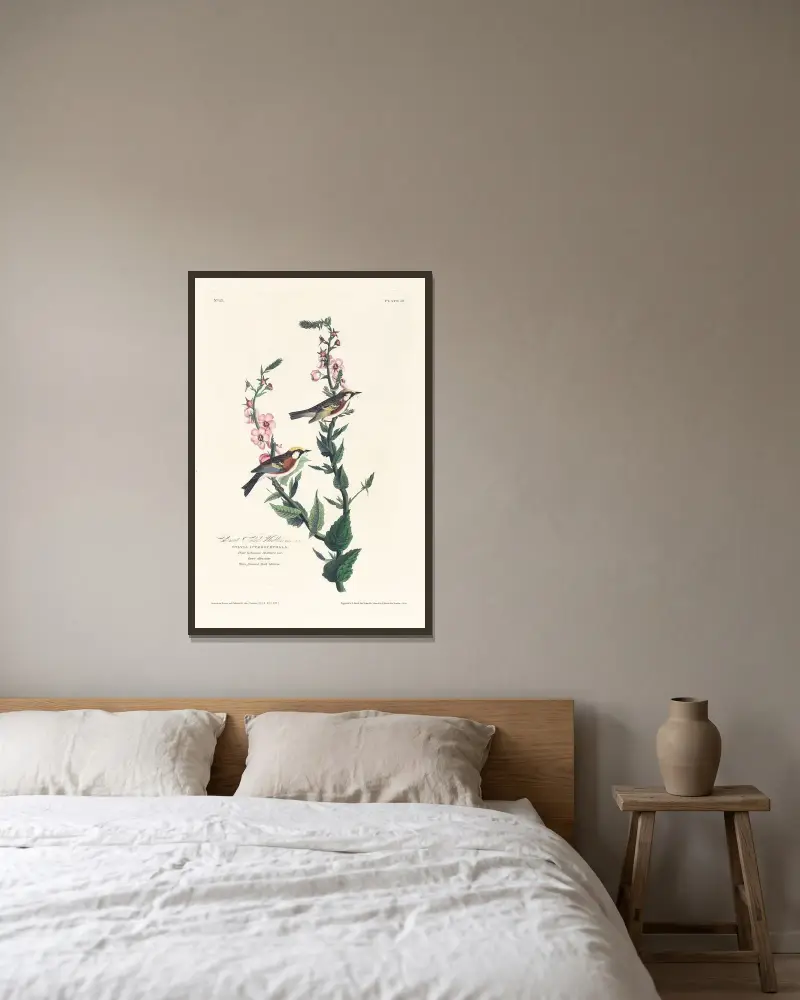 Kastanjesänger von John James Audubon gerahmt an einer Wand