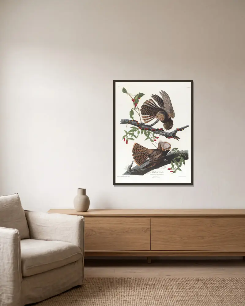 Chuck-will's-widow von John James Audubon gerahmt an einer Wand