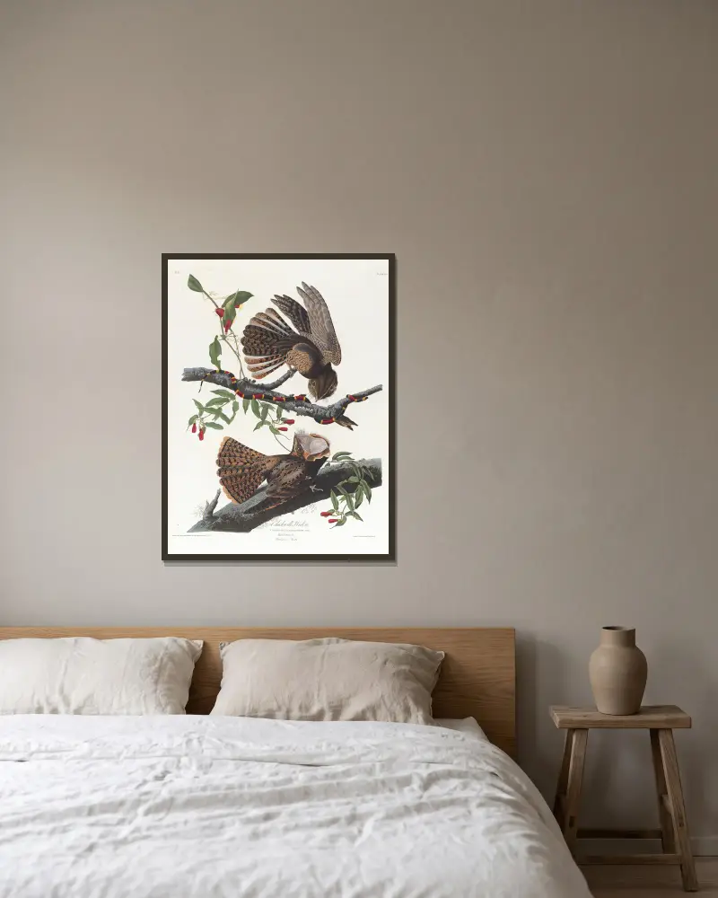 Chuck-will's-widow von John James Audubon gerahmt an einer Wand