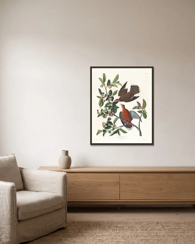Columba zenaida av John James Audubon inramad på en vägg