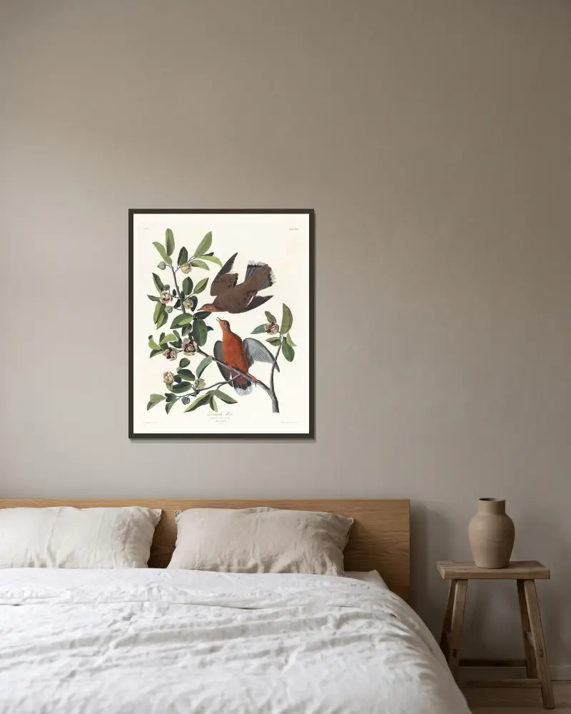 Columba zenaida av John James Audubon inramad på en vägg
