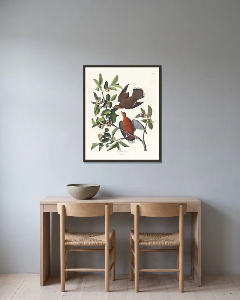 Columba zenaida av John James Audubon inramad på en vägg