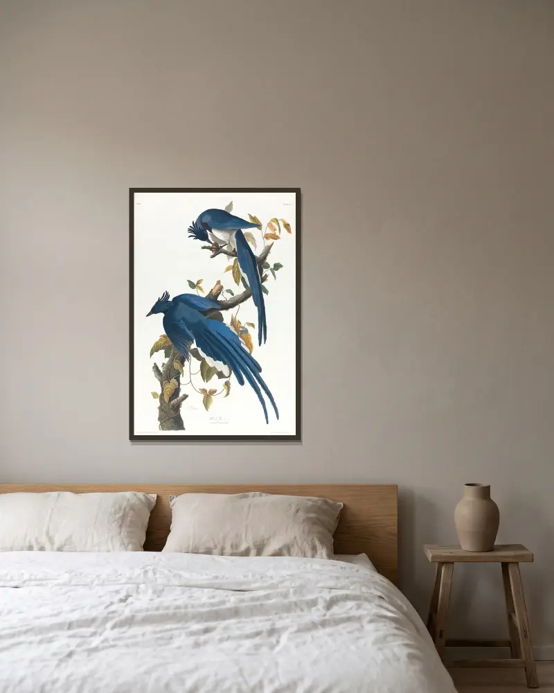 Columbia jay av John James Audubon inramad på en vägg