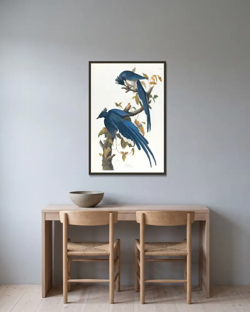 Columbia jay av John James Audubon inramad på en vägg