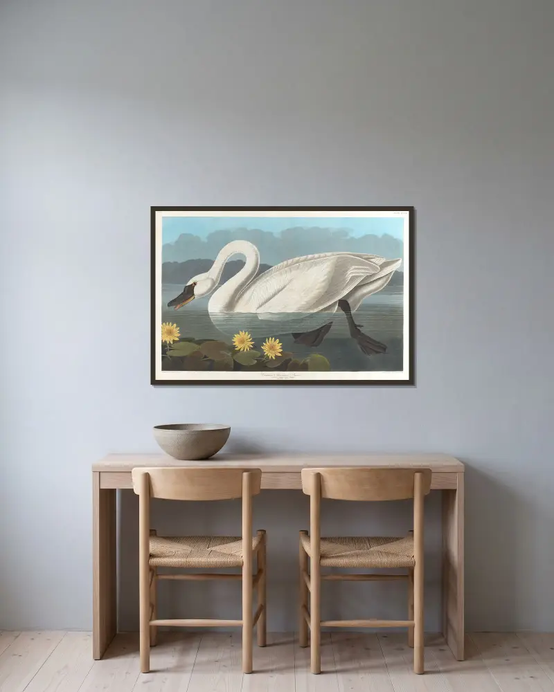 Common American swan av John James Audubon inramad på en vägg