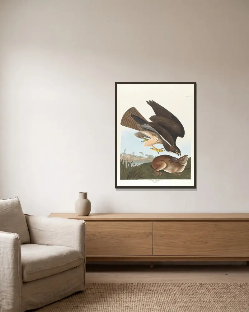 Common buzzard av John James Audubon inramad på en vägg