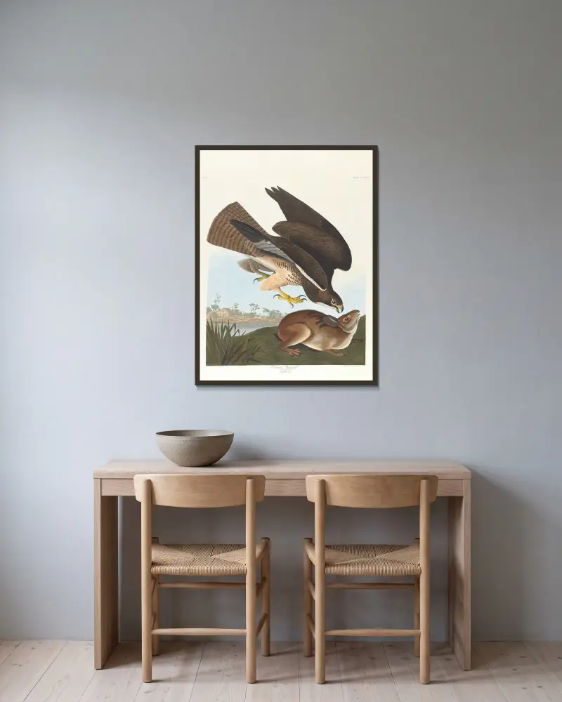 Common buzzard av John James Audubon inramad på en vägg