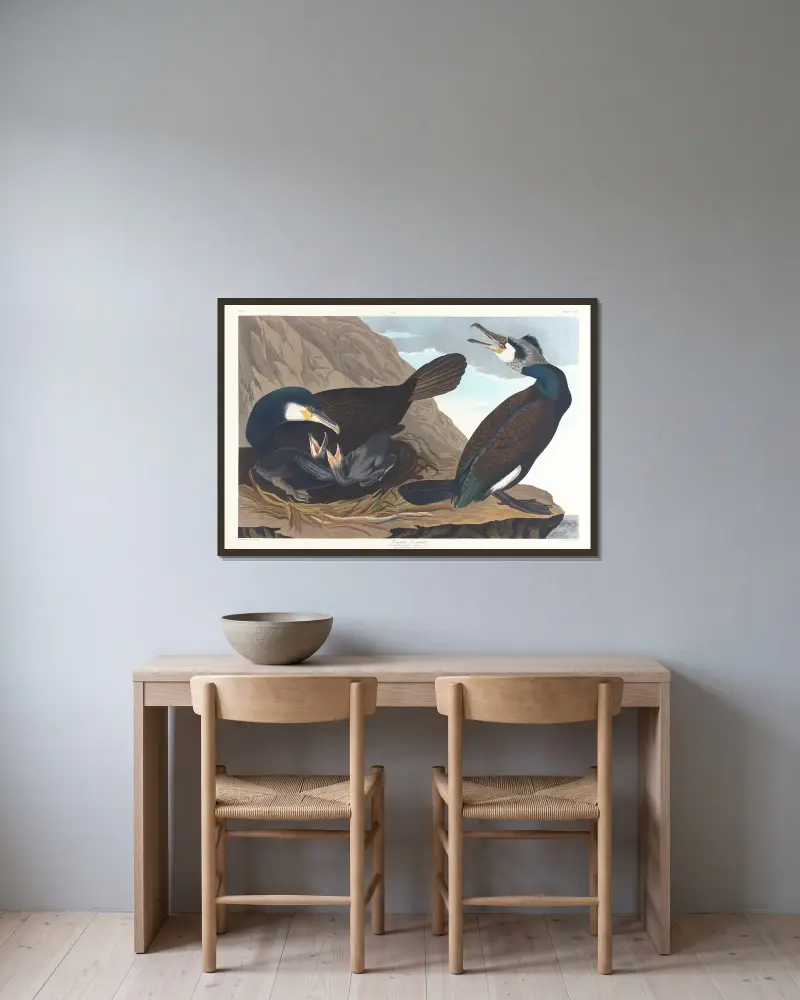 Common cormorant av John James Audubon inramad på en vägg