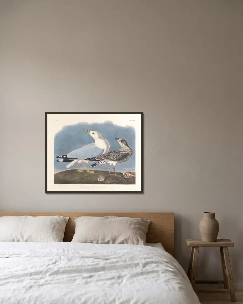 Fischmöwe von John James Audubon gerahmt an einer Wand