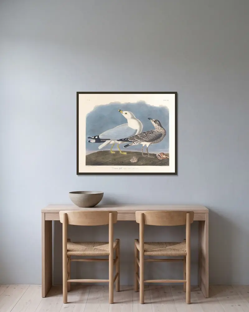 Fischmöwe von John James Audubon gerahmt an einer Wand