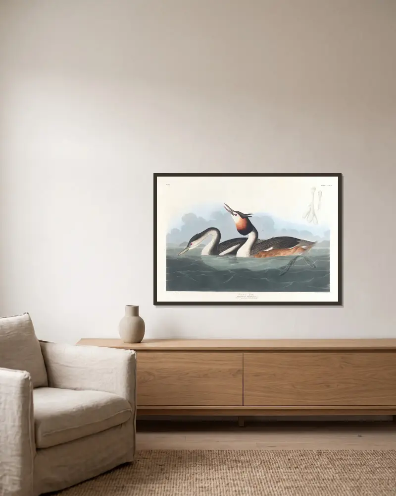 Crested grebe av John James Audubon inramad på en vägg