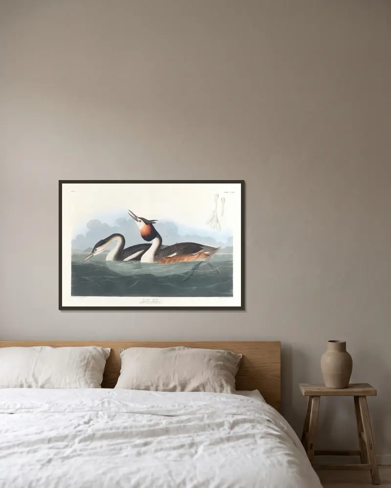 Crested grebe av John James Audubon inramad på en vägg